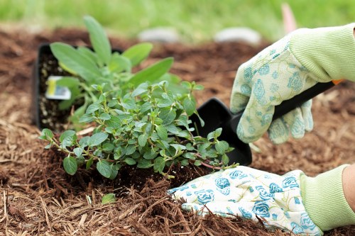 Healthy green lawn in Richmond home